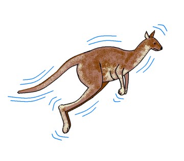 kangarooLEAP
