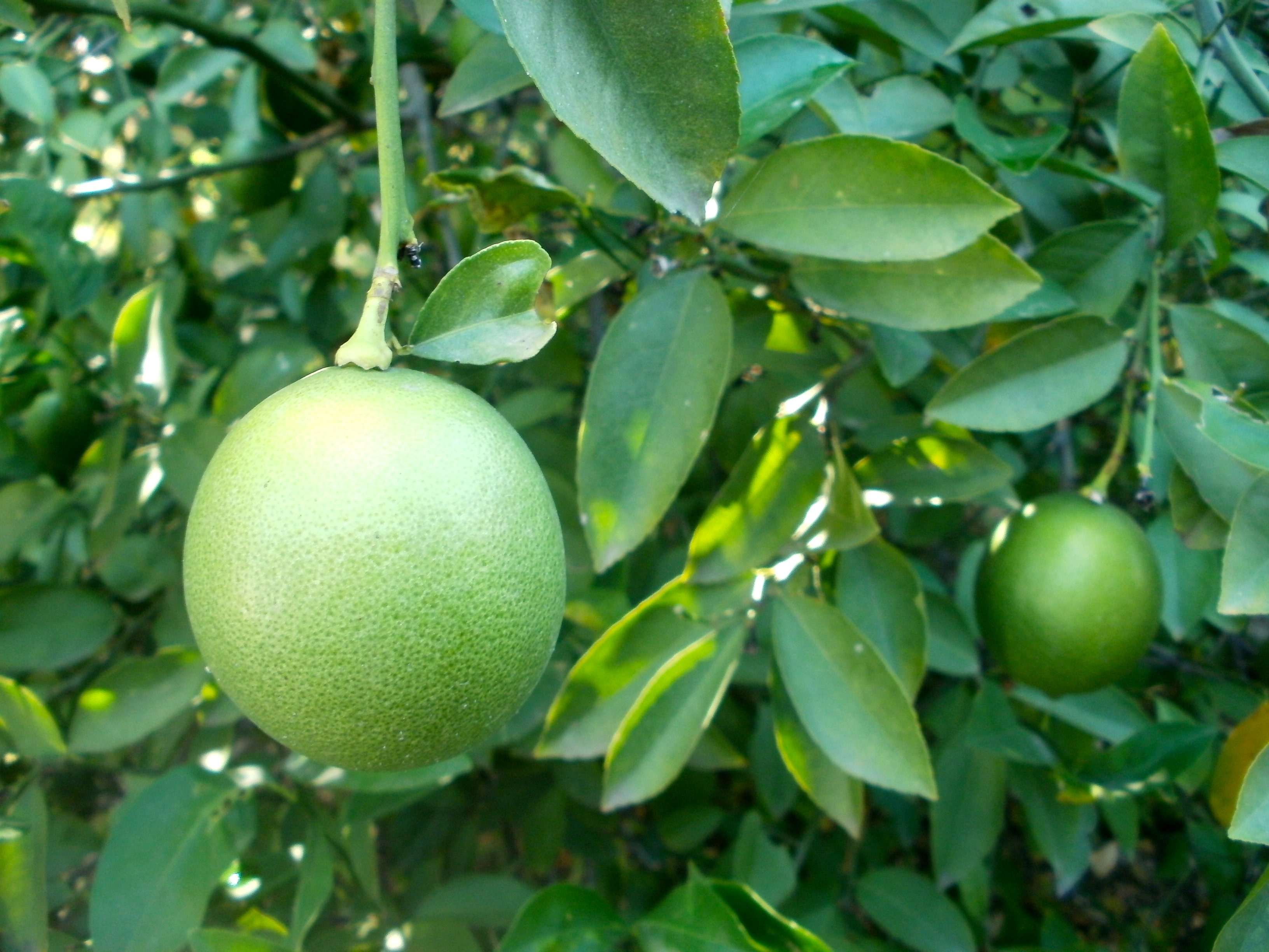 Green Lemons