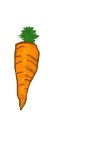 carrot